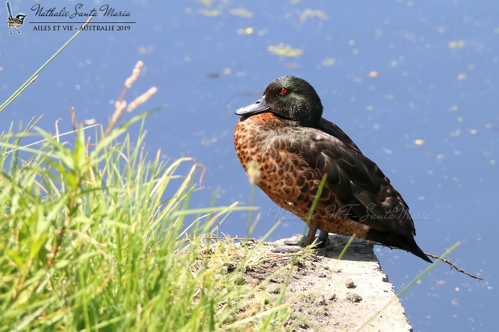 Chestnut Teal - Nathalie SANTA MARIA