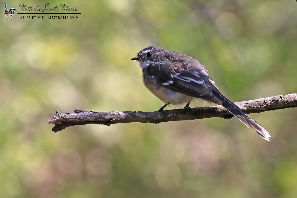 Gray Fantail (alisteri) - Nathalie SANTA MARIA