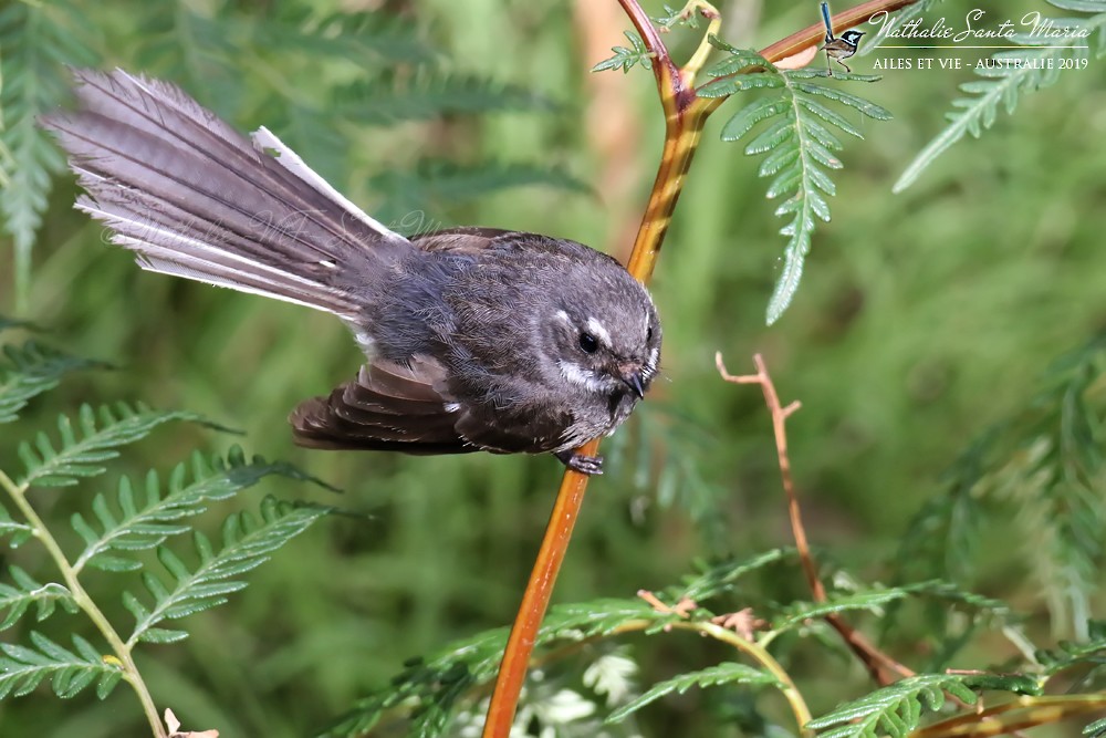 Gray Fantail (alisteri) - ML204941711