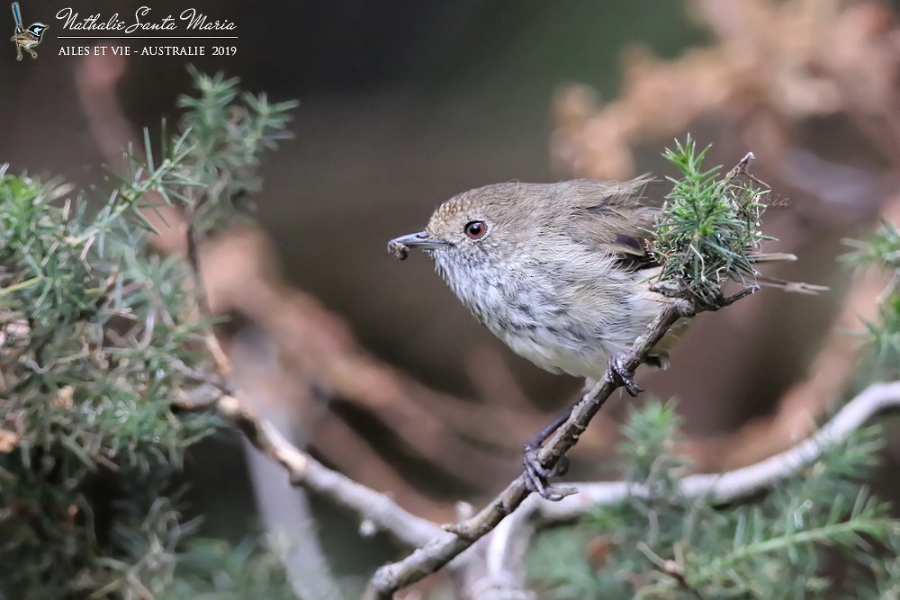 Brown Thornbill - ML204941761