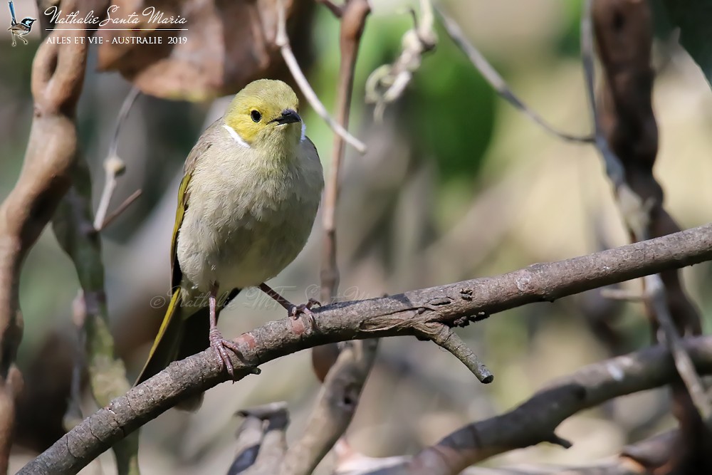 White-plumed Honeyeater - Nathalie SANTA MARIA