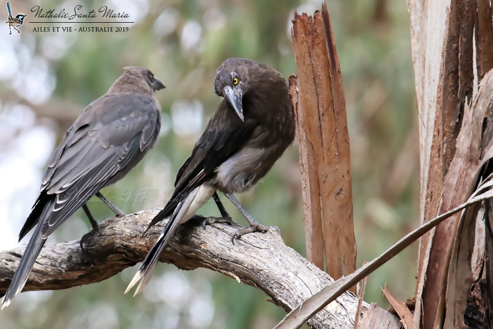 Gray Currawong (Gray) - ML204941831