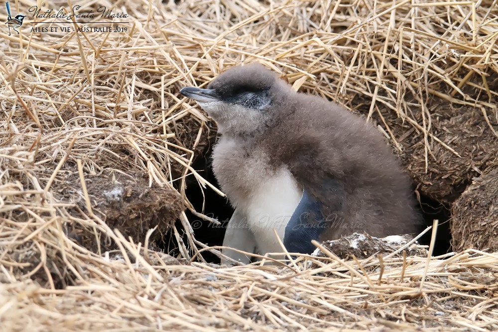 Pingüino Enano - ML204941901