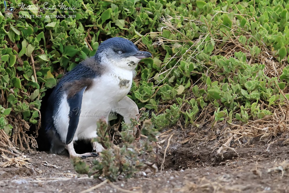 Little Penguin - ML204941911