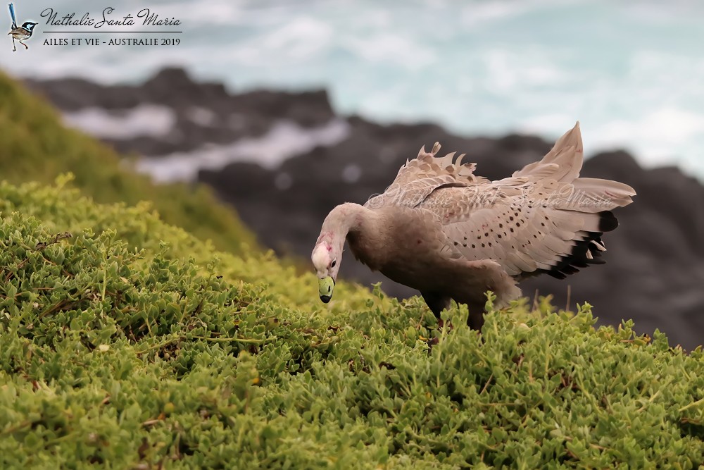 Cape Barren Goose - ML204941941