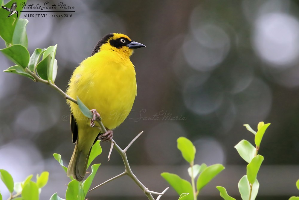 Baglafecht Weaver (Reichenow's) - ML204941991