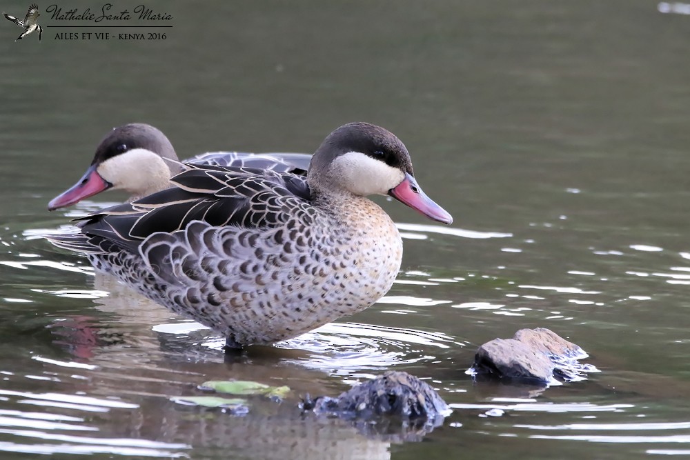 Red-billed Duck - ML204942251