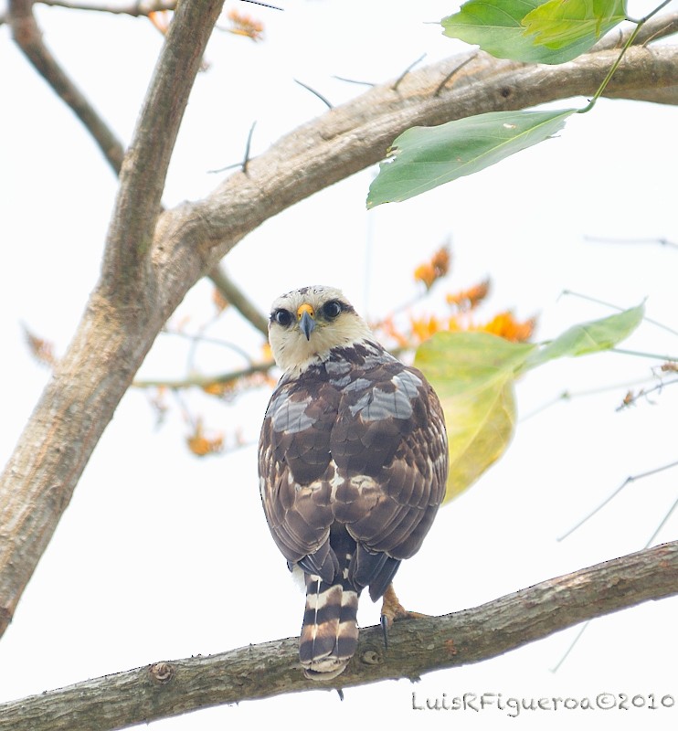 Laughing Falcon - ML204942501