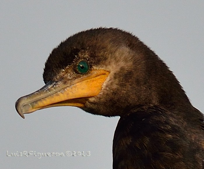 Neotropic Cormorant - ML204942741