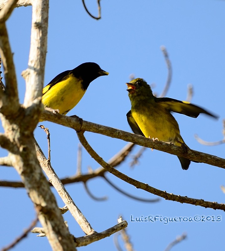 Yellow-bellied Siskin - ML204942791