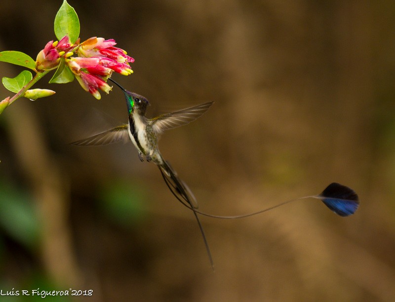 Marvelous Spatuletail - ML204942891