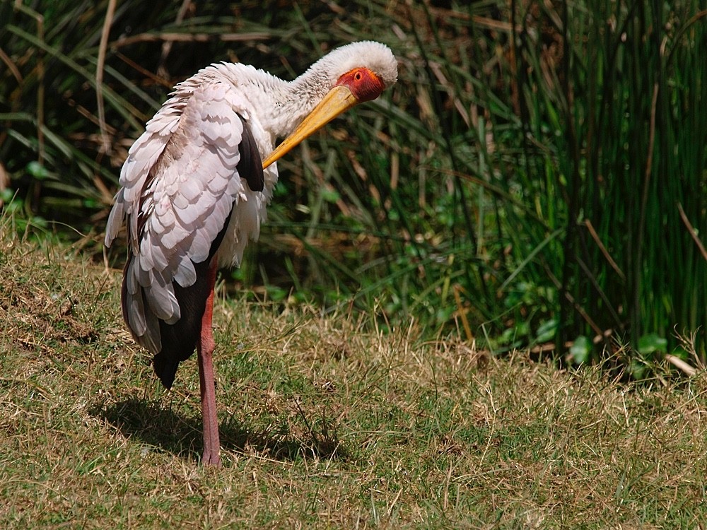 Yellow-billed Stork - ML204943681