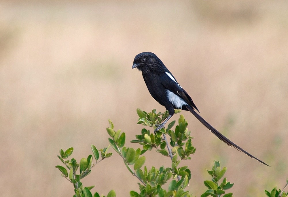 Magpie Shrike - ML204943701
