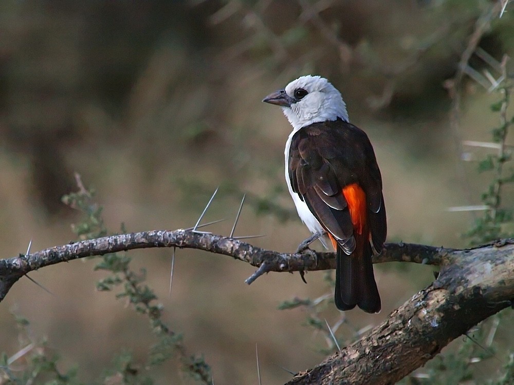 White-headed Buffalo-Weaver - ML204943711