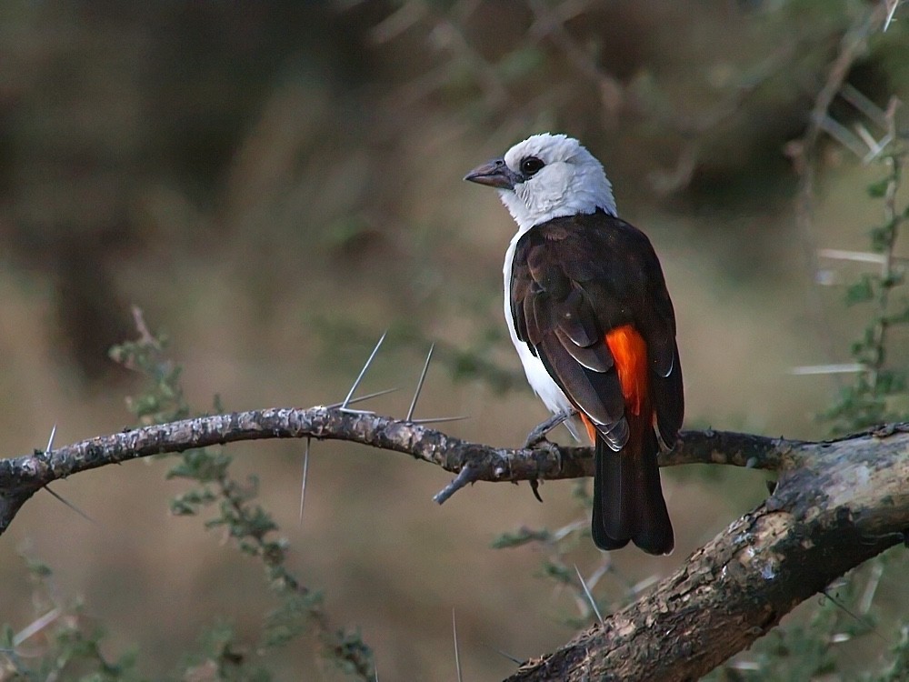 White-headed Buffalo-Weaver - Jesus Barreda