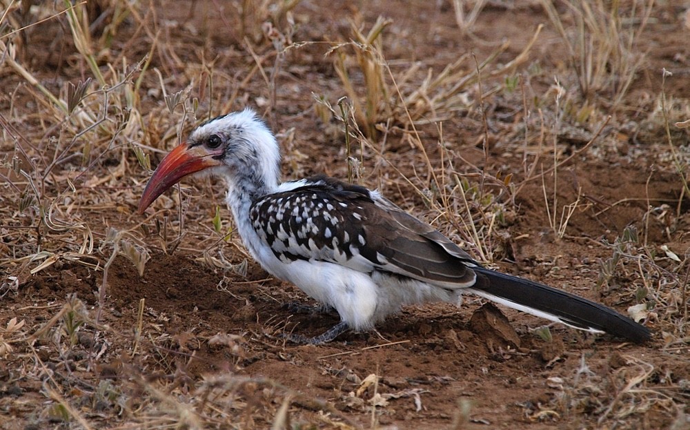 Northern Red-billed Hornbill - Jesus Barreda