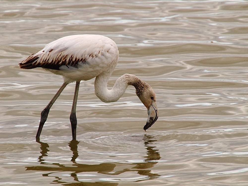 Greater Flamingo - ML204943811