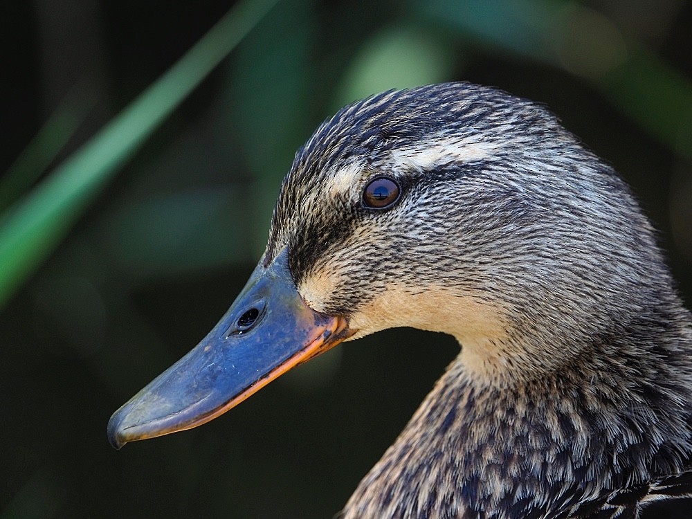 Mallard - ML204944061