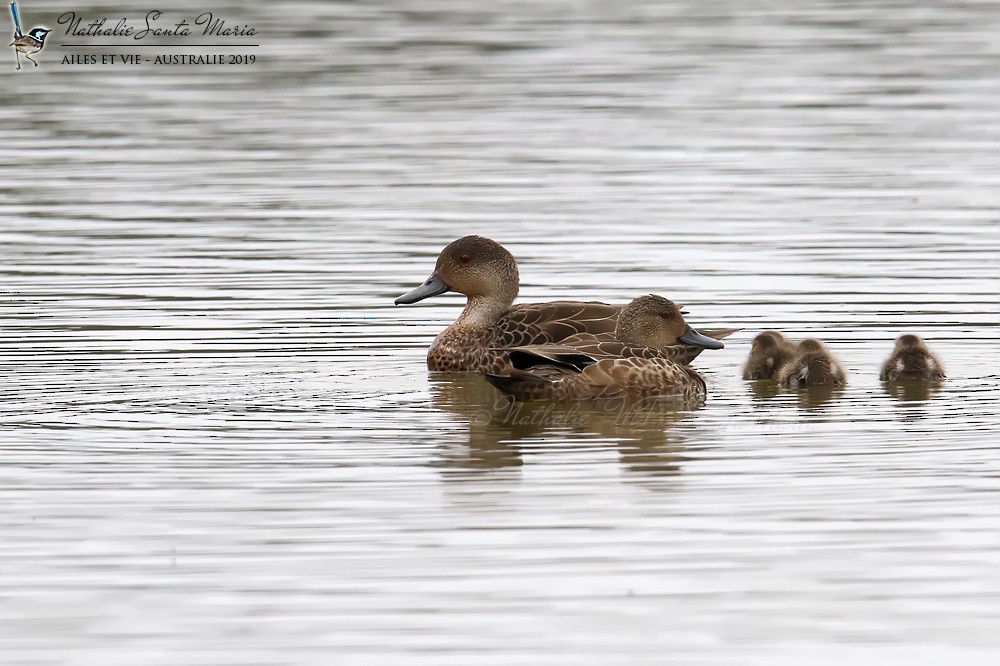 Gray Teal - Nathalie SANTA MARIA