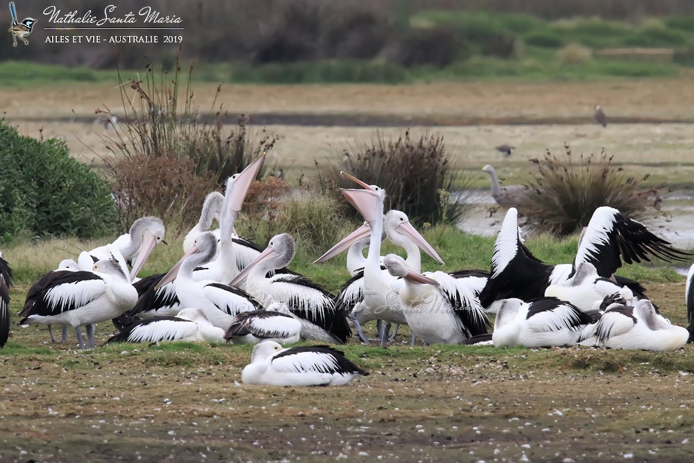 Australian Pelican - ML204944231