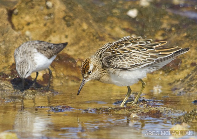 Sharp-tailed Sandpiper - ML20494431