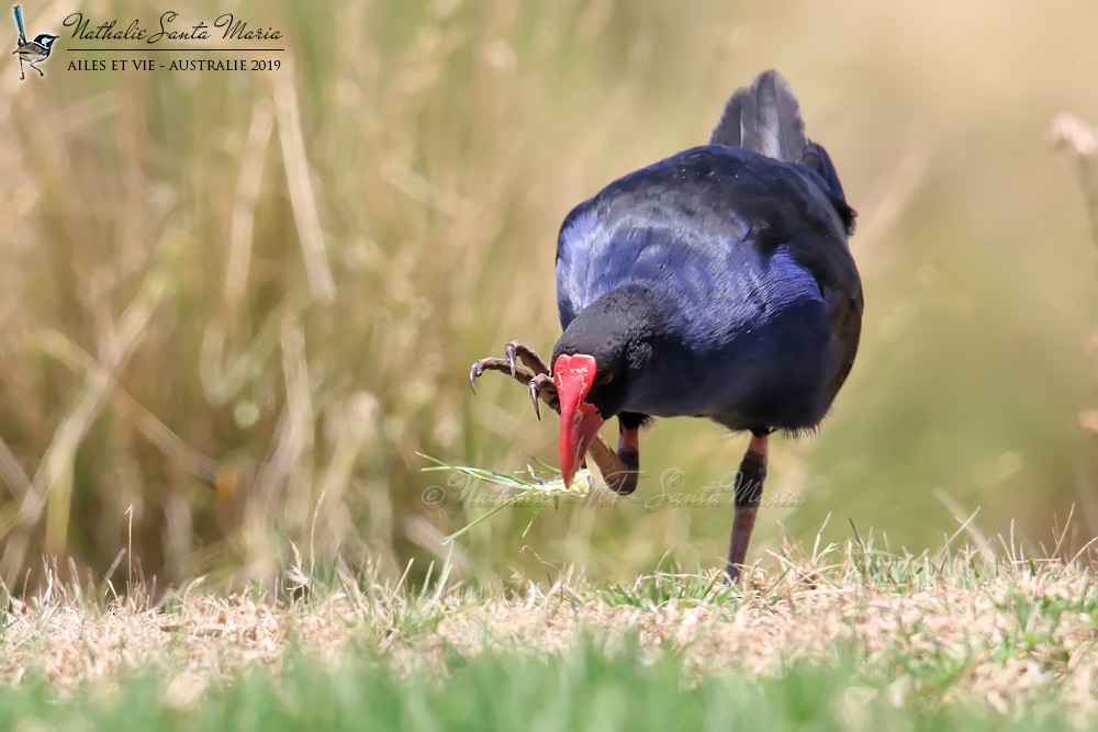 Australasian Swamphen - ML204944351