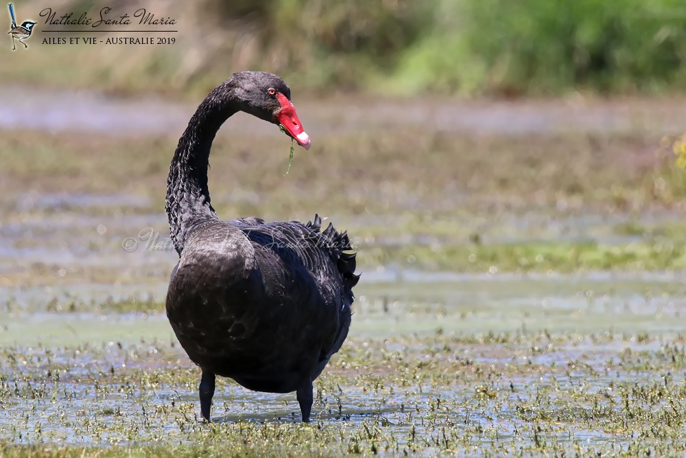 Black Swan - ML204944381