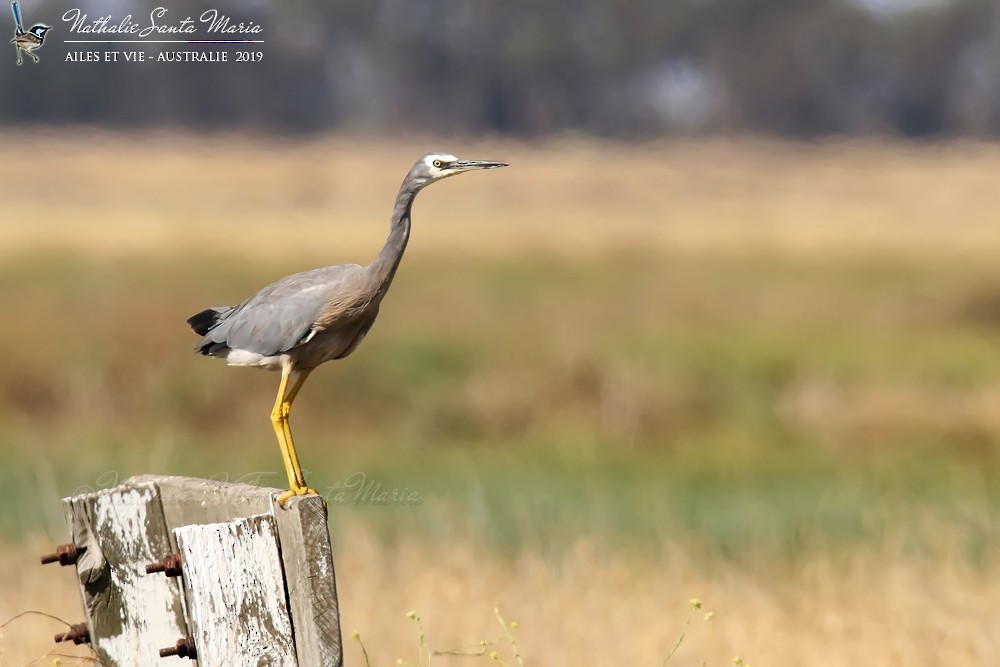 White-faced Heron - ML204944491