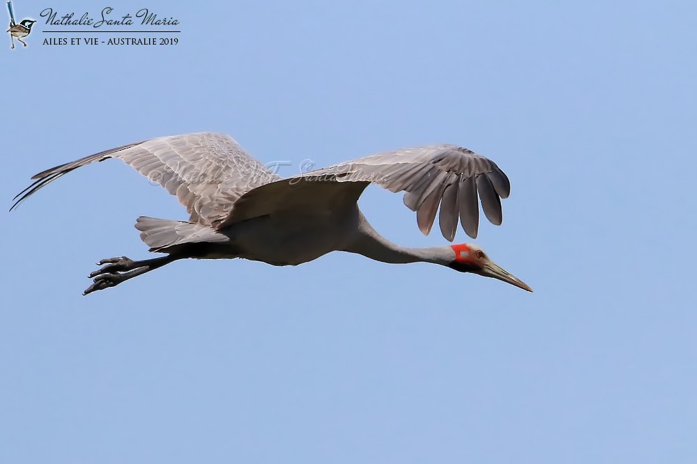 Brolga - Nathalie SANTA MARIA