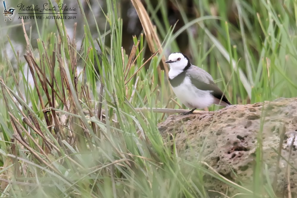 White-fronted Chat - ML204944631