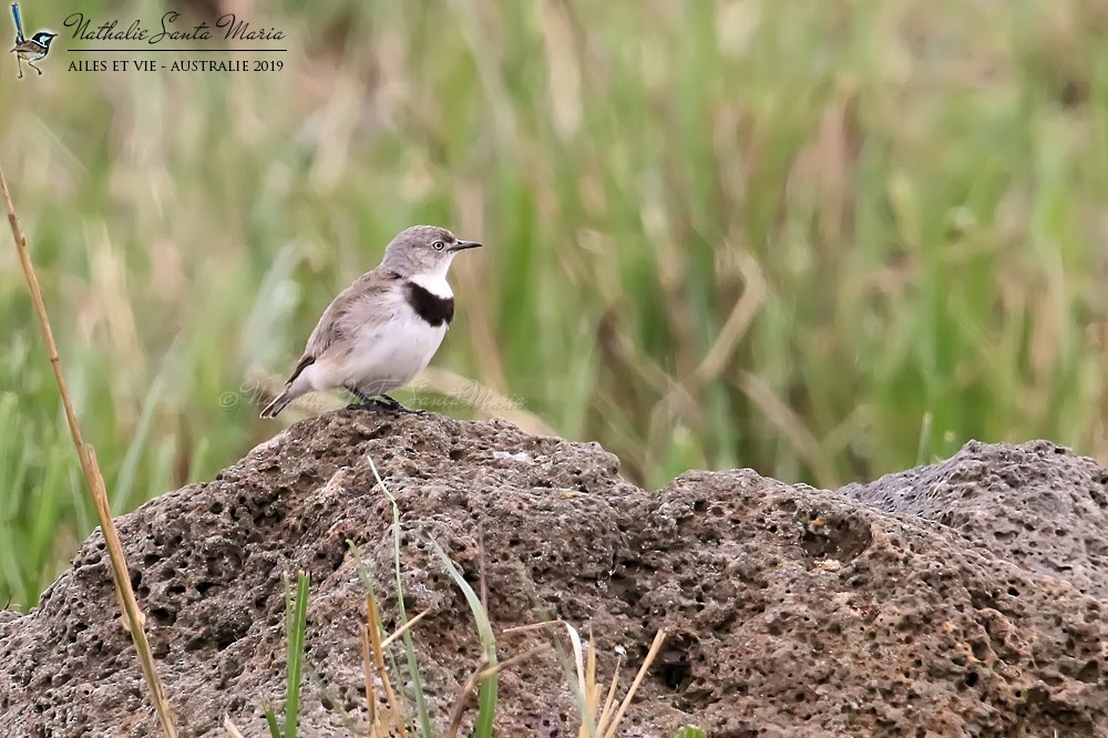 White-fronted Chat - ML204944641
