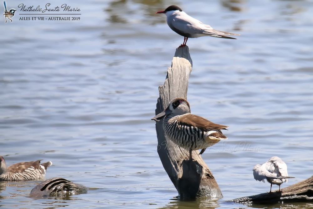 Pink-eared Duck - Nathalie SANTA MARIA