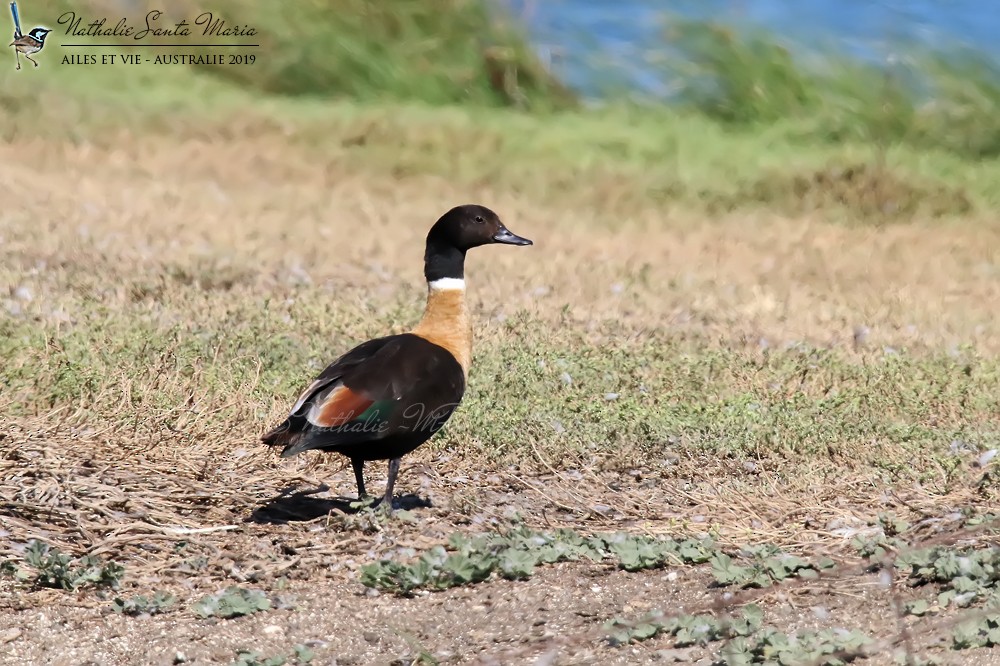 Australian Shelduck - ML204944681