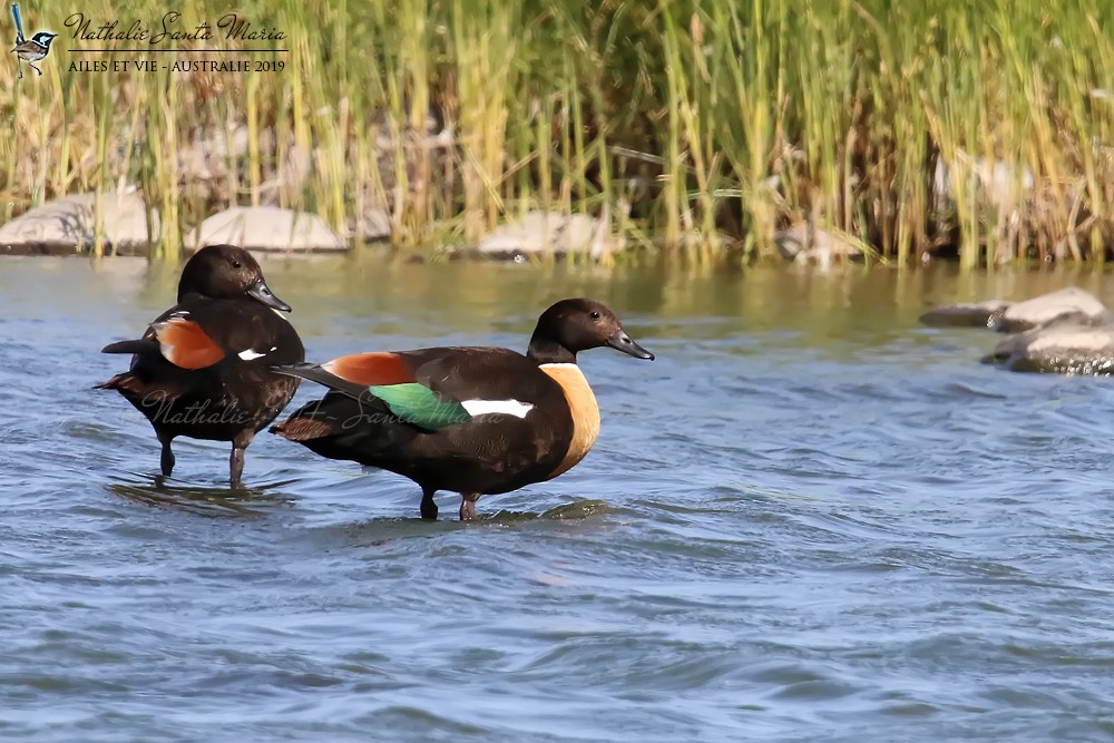 Australian Shelduck - ML204944691