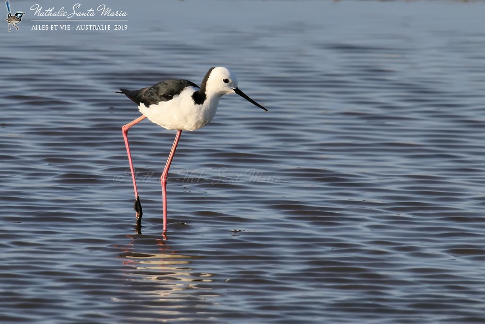 Pied Stilt - ML204944751