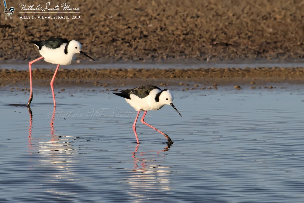 Pied Stilt - ML204944761