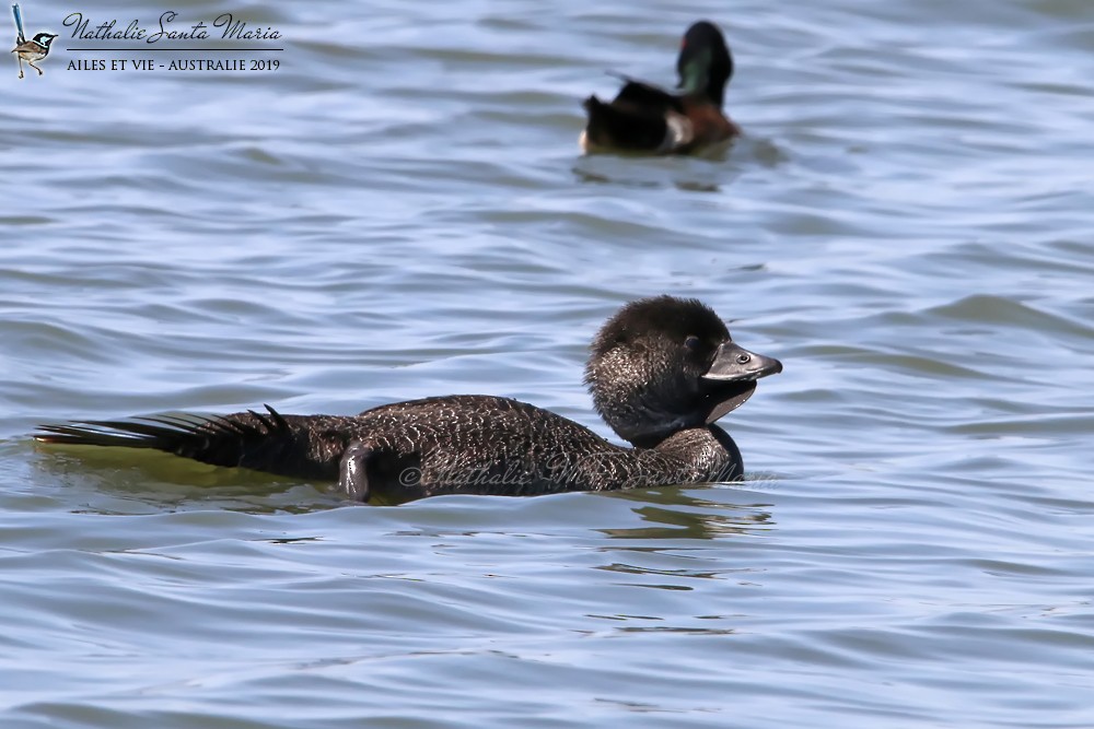 Musk Duck - ML204944771