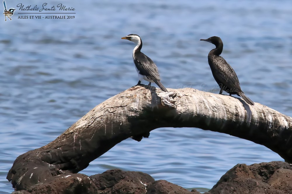 Little Black Cormorant - ML204944801