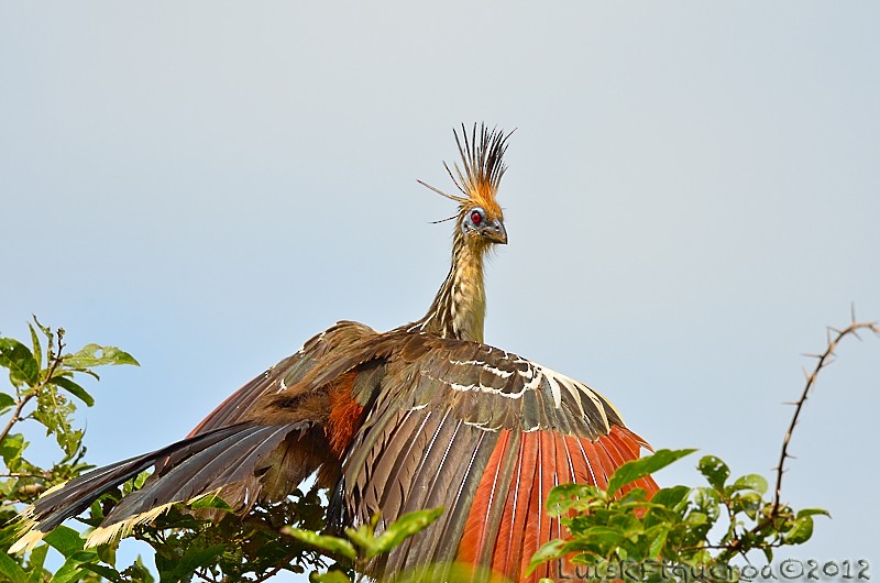 Hoatzin - Luis R Figueroa