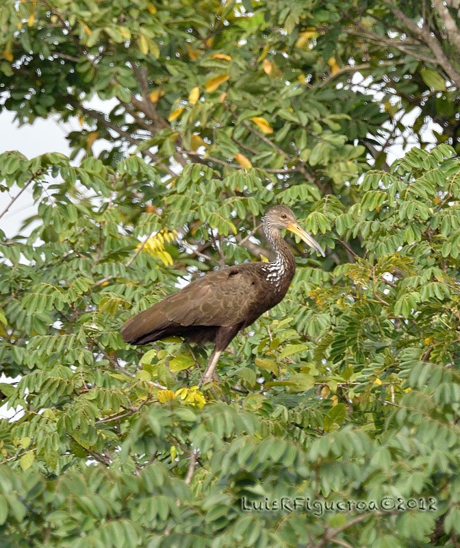 Limpkin (Brown-backed) - ML204944991