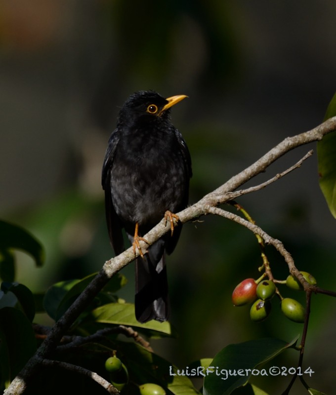 Yellow-legged Thrush - ML204945161