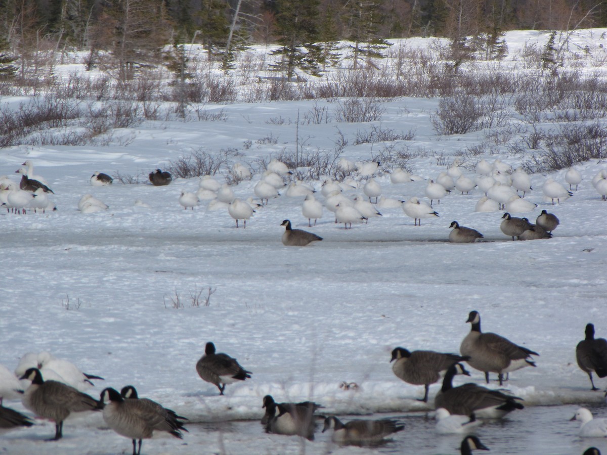 Ross's Goose - ML20494551