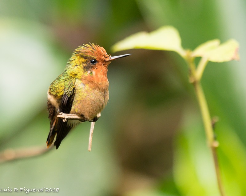Rufous-crested Coquette - ML204945531