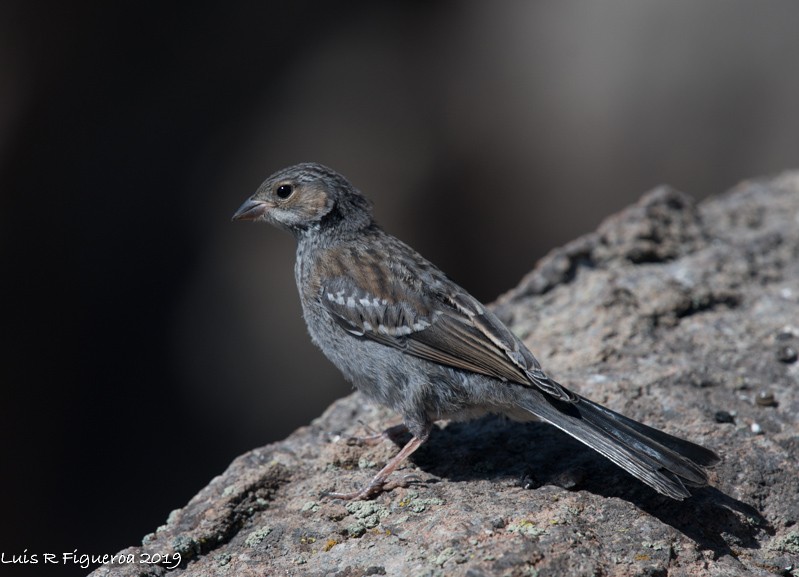 Mourning Sierra Finch (Mourning) - ML204945621