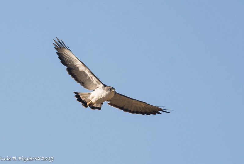 Variable Hawk (Variable) - ML204945651