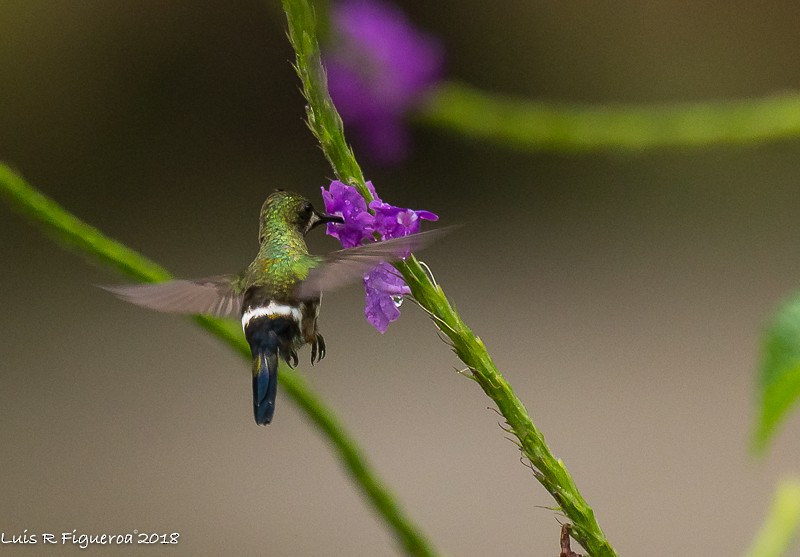 Wire-crested Thorntail - Luis R Figueroa