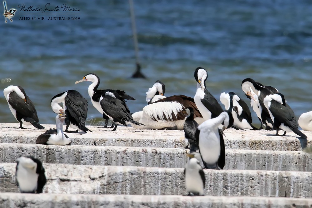 Pied Cormorant - ML204946681