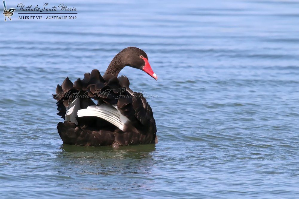 Black Swan - ML204946691