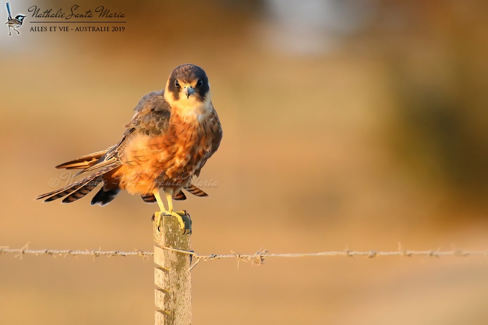 Australian Hobby - ML204946701