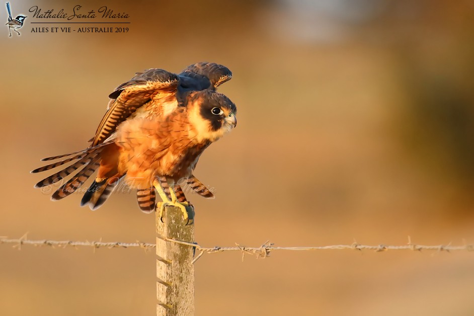 Australian Hobby - ML204946711